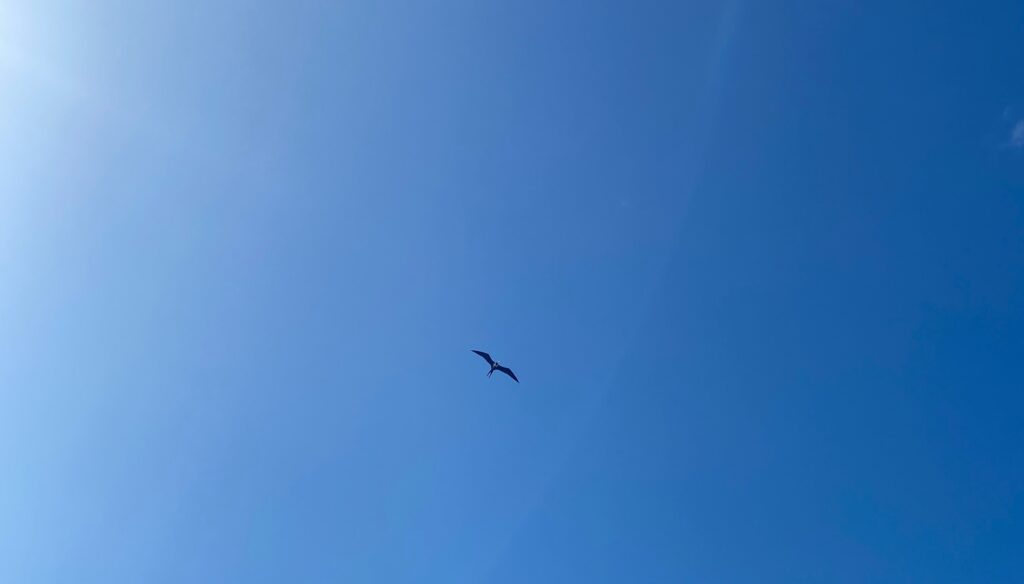 frigate bird at Dry Torutgas