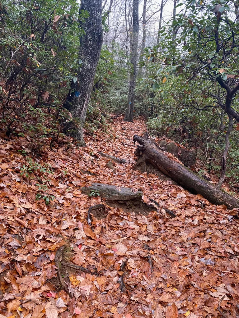 Mount Mitchell Trail with fall leaves