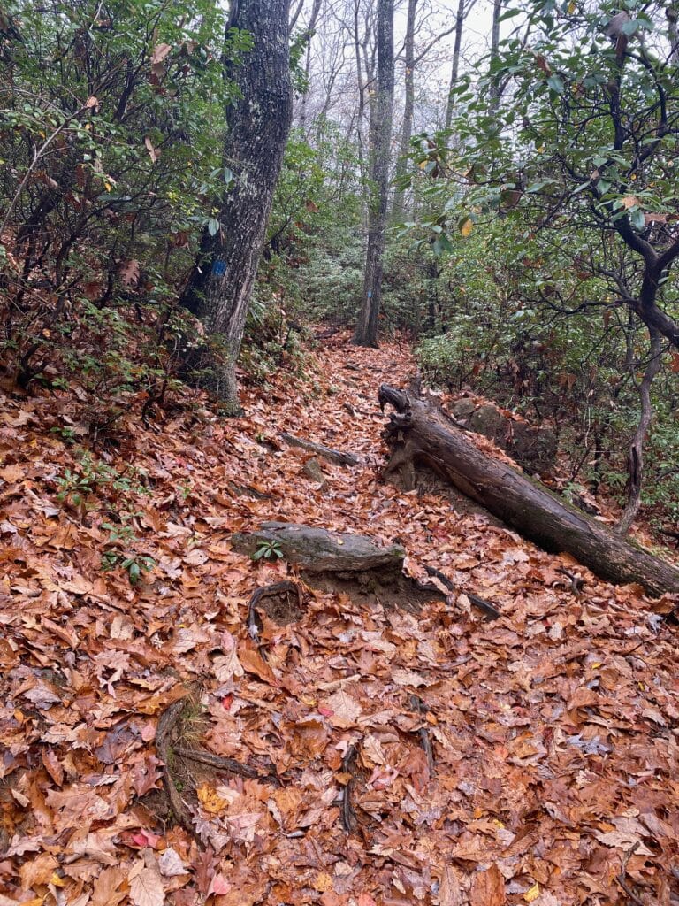 Fall leaves on uphill Mount Mitchell hiking trail