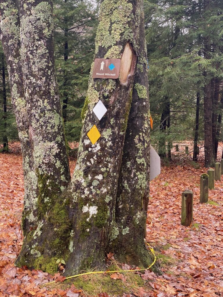 Tree marking the start of the Mt. Mitchell trail in North Carolina