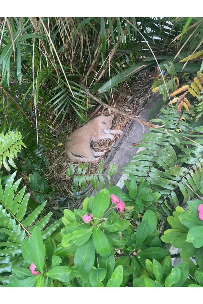 Hemingway House Cat