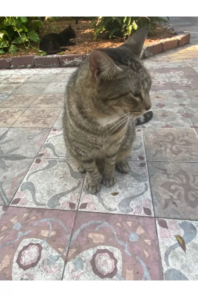 Cat at Hemingway House