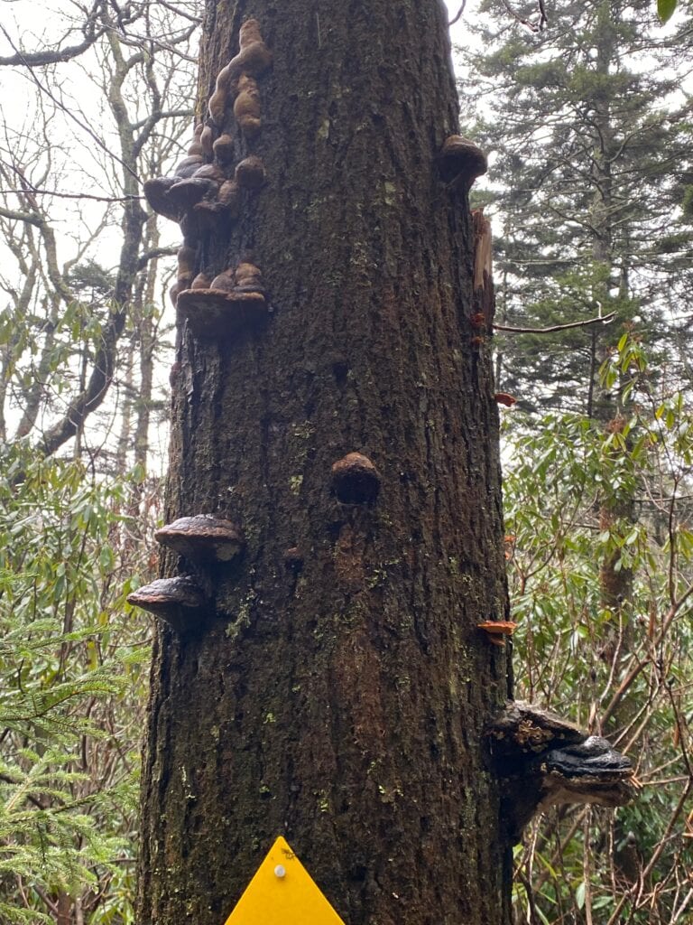 Tree trunk with mushrooms growing on it.