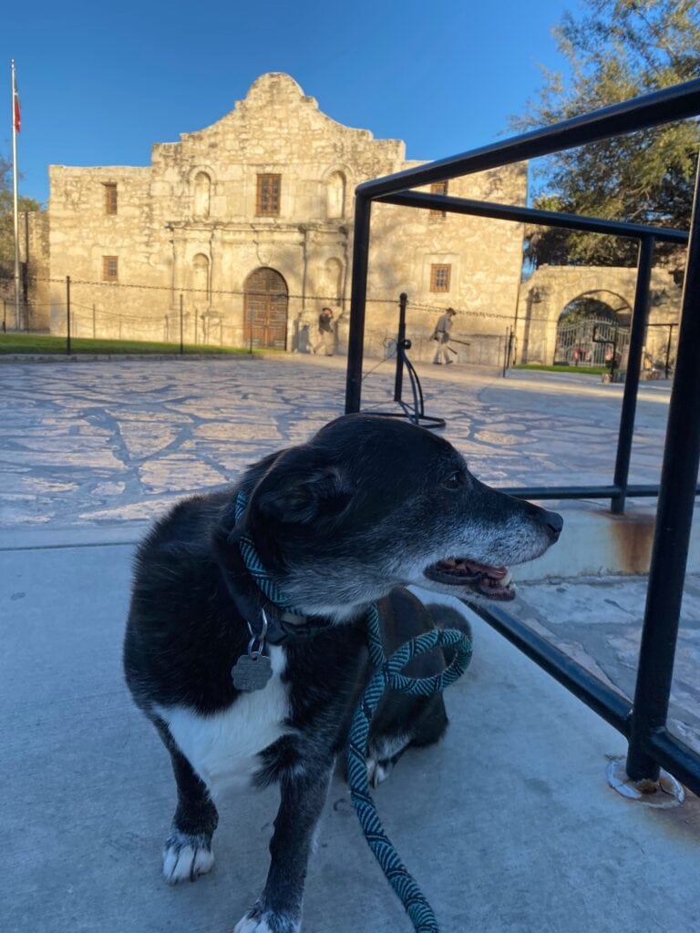 The Alamo in San Antonio TX with a dog in front of it.