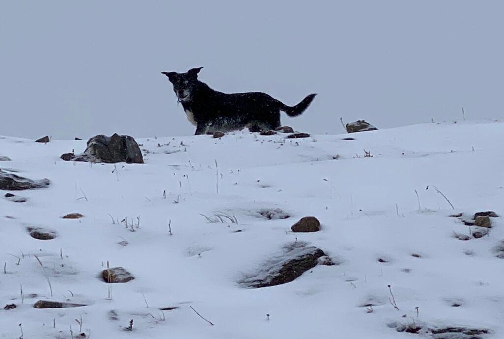 black dog on top of snowy bank