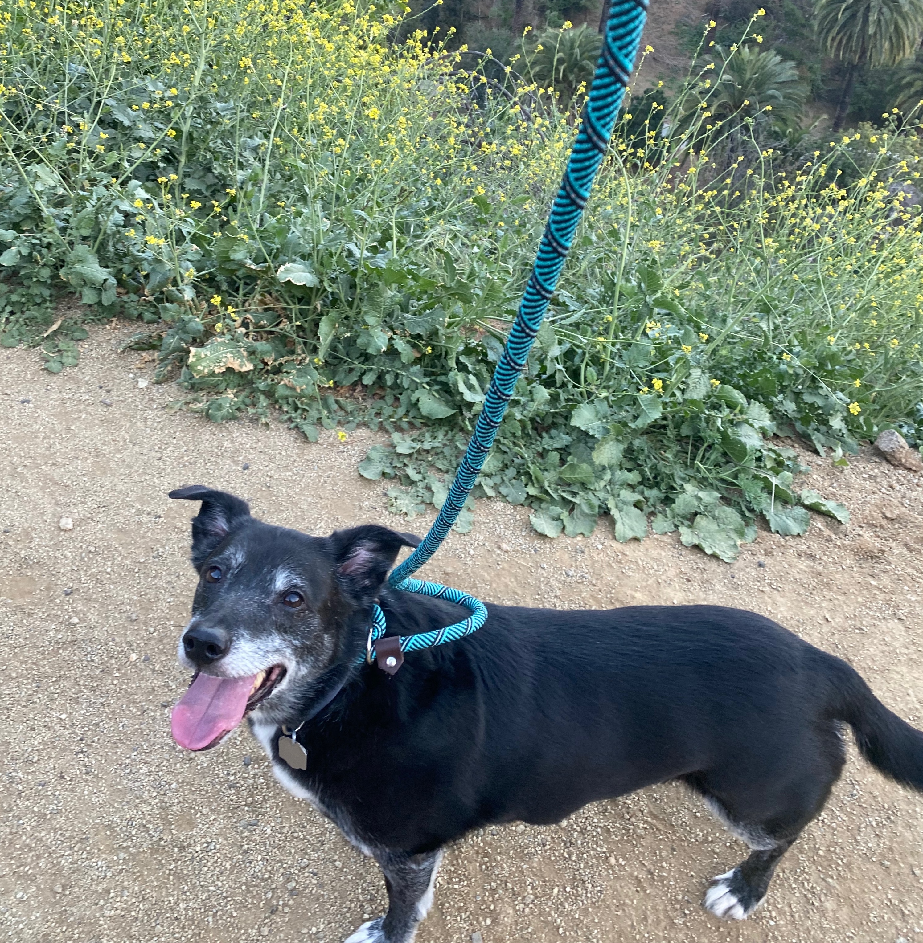 happy dog panting on a trail