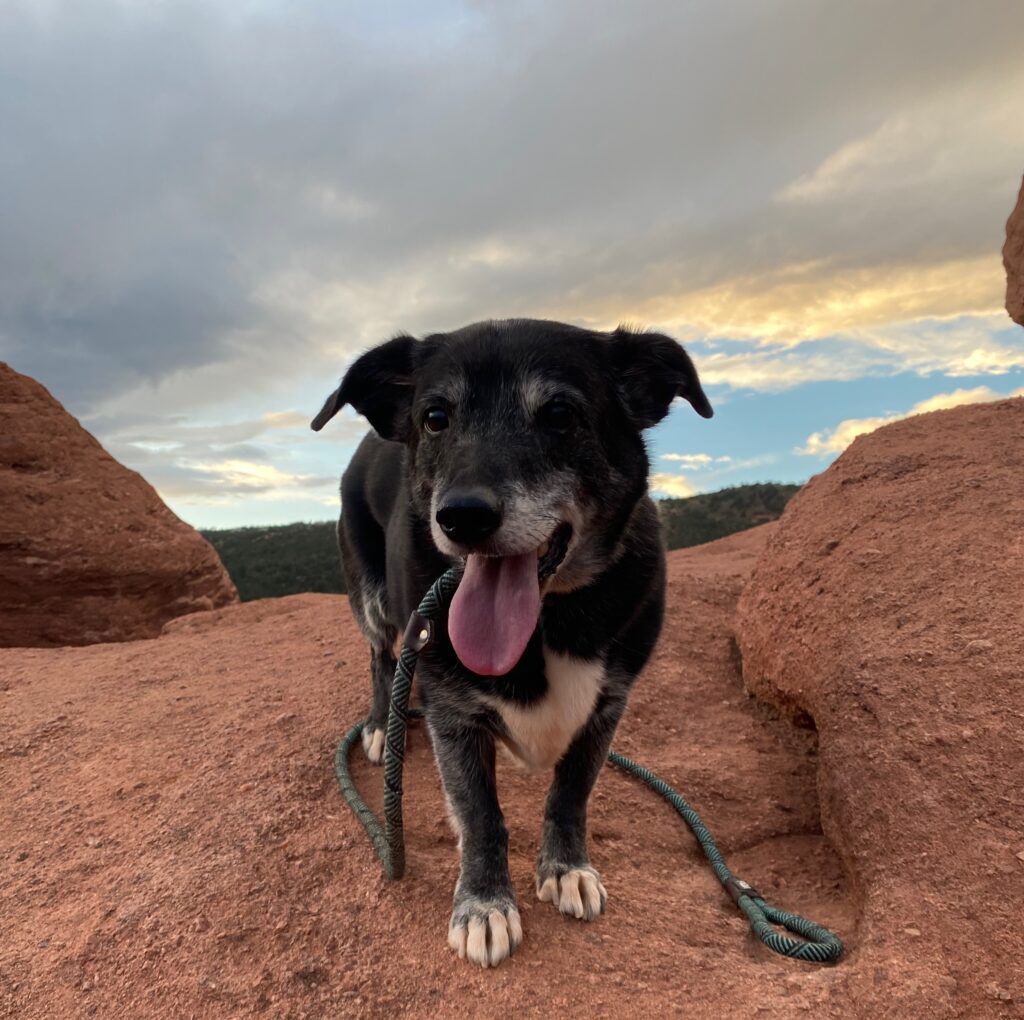 black dog on top of rock formation at Garden of the Gods