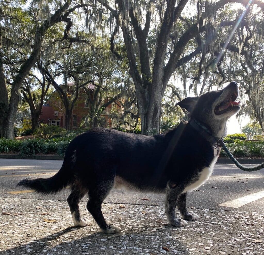 close up of dog looking up, standing in front of live oak trees