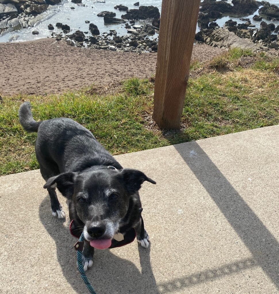 dog sticking tongue out