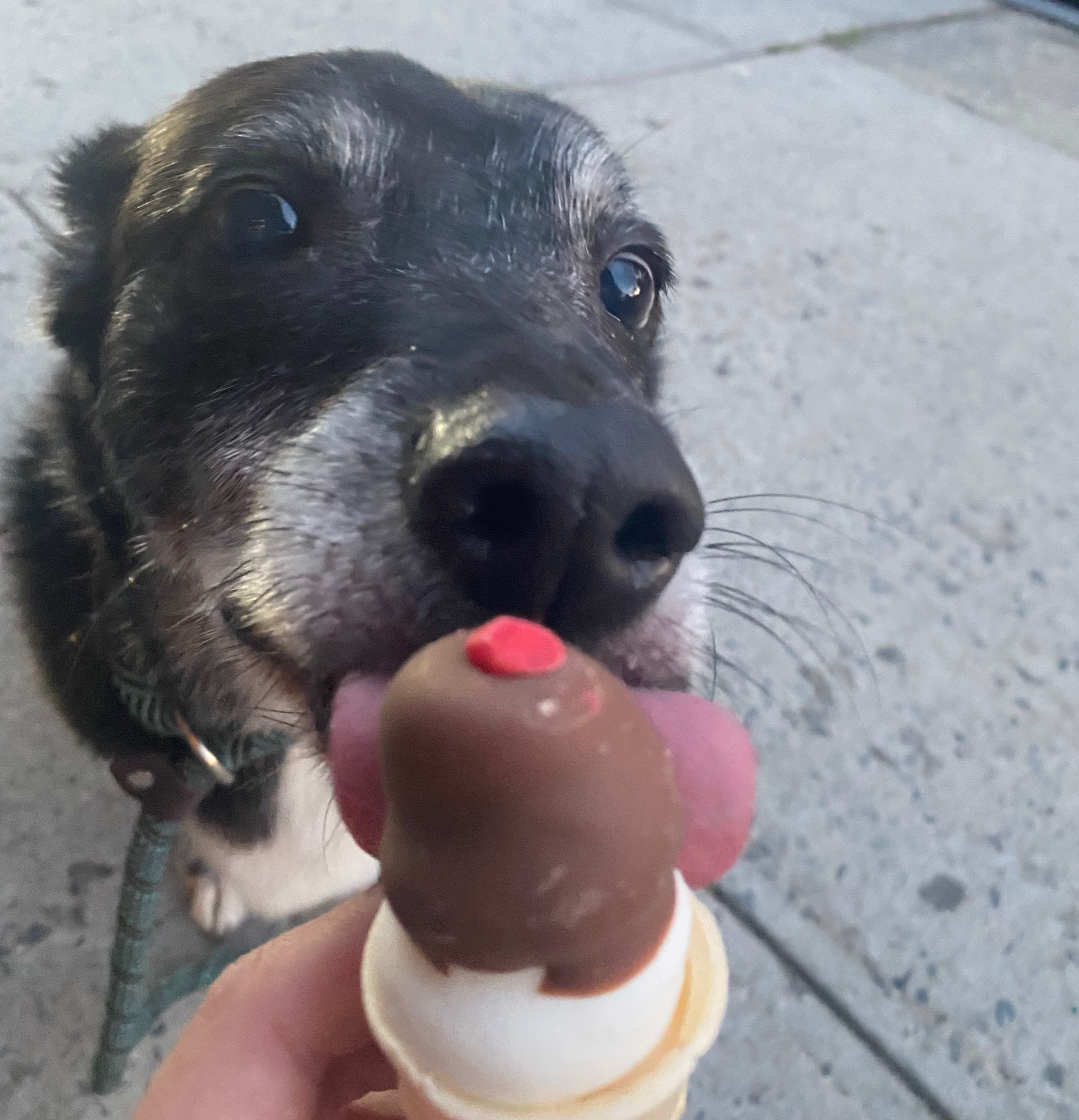 dog eating doggy ice cream cone