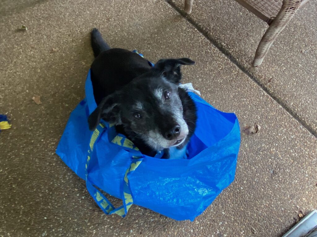 black dog in blue ikea bag