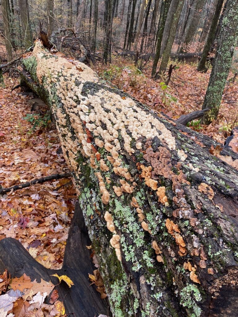 Log with colorful fungi