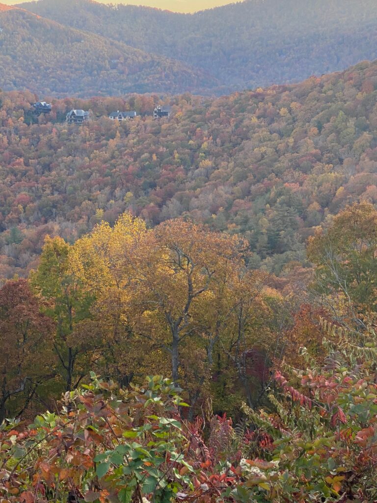 The fall foliage - one reason why you should visit Asheville in the fall