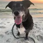 close-up of dog sitting on the beach