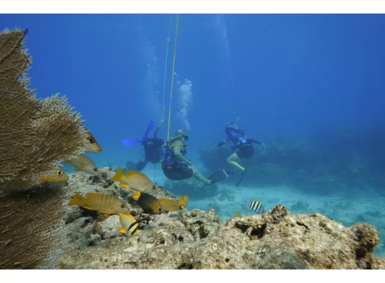 Snuba divers in the ocean in Florida Keys