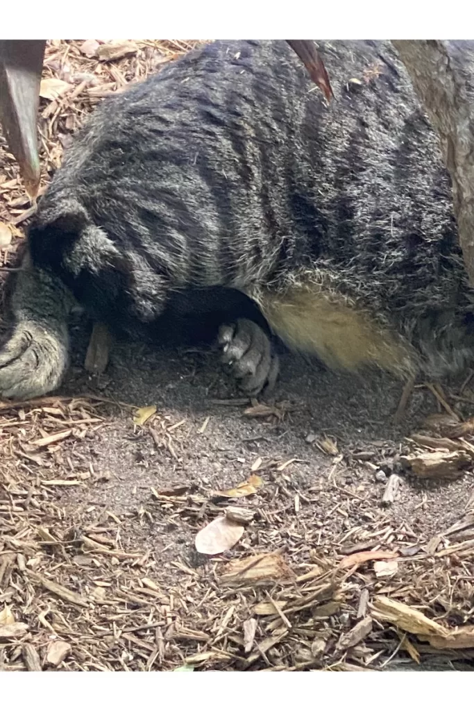 Polydactyl Cat at Hemingway House