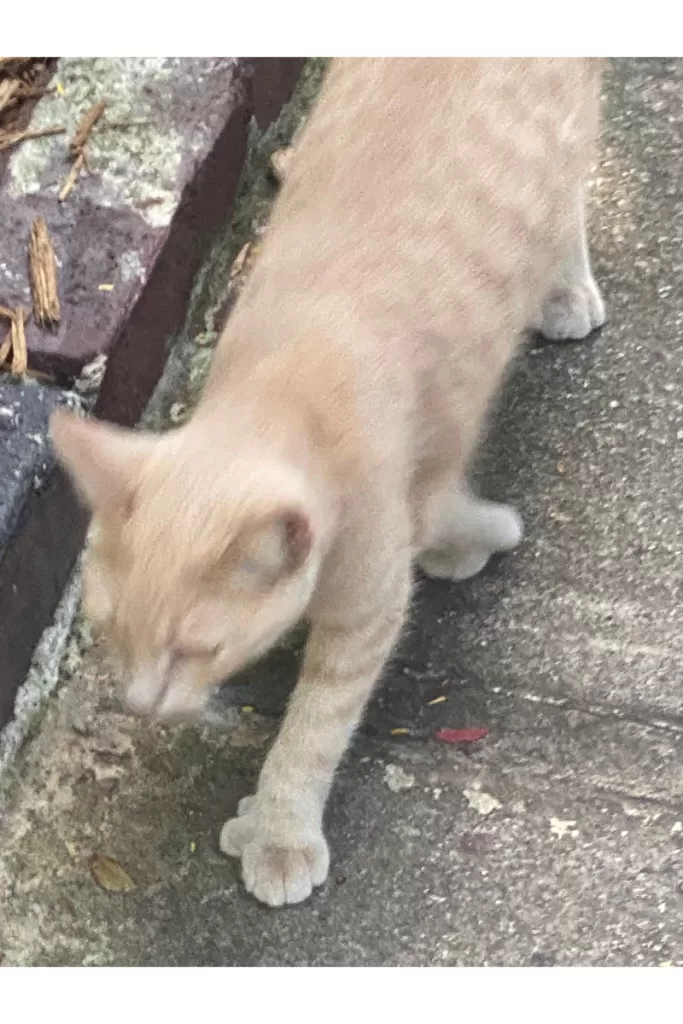 Polydactyl Cat at Hemingway House