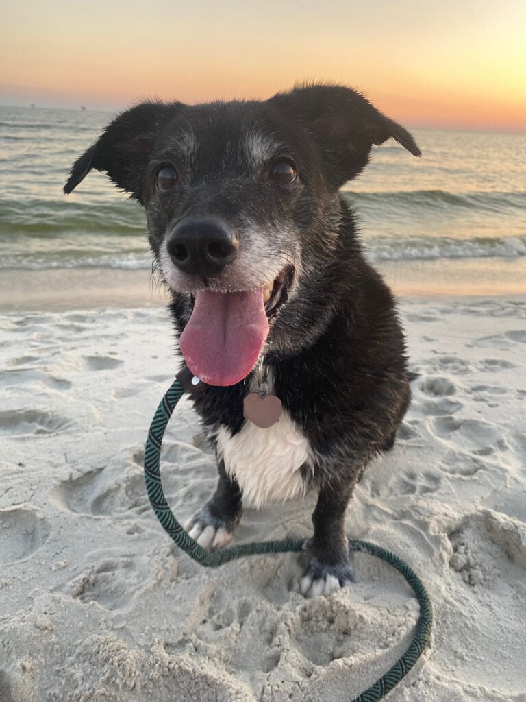 black dog panting on a beach