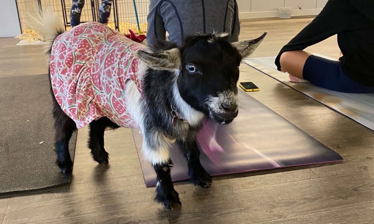 Picture of goat wearing dress during goat yoga