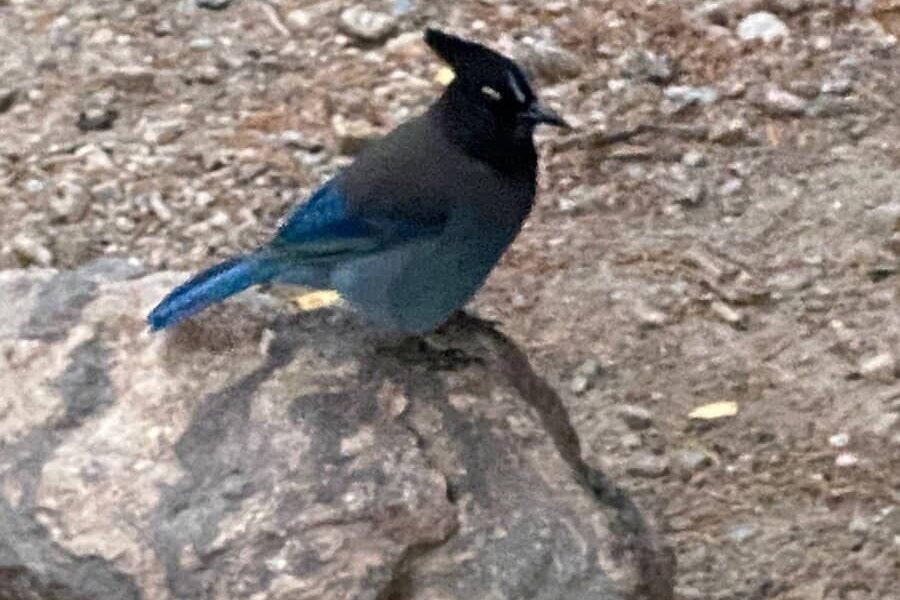 little blue bird at Rocky Mountain National Park on the Emerald Lake Trail