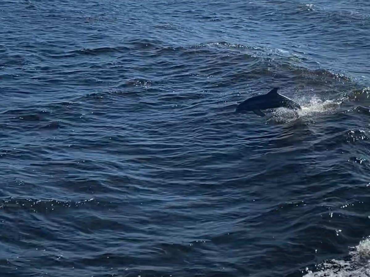 A dolphin leaps out of dark blue ocean water, creating a splash near the surface under bright daylight.