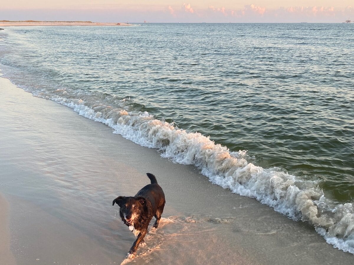 A black dog runs along the shoreline, splashing in shallow water as gentle waves roll onto a sandy beach under a partly cloudy sky at sunset.