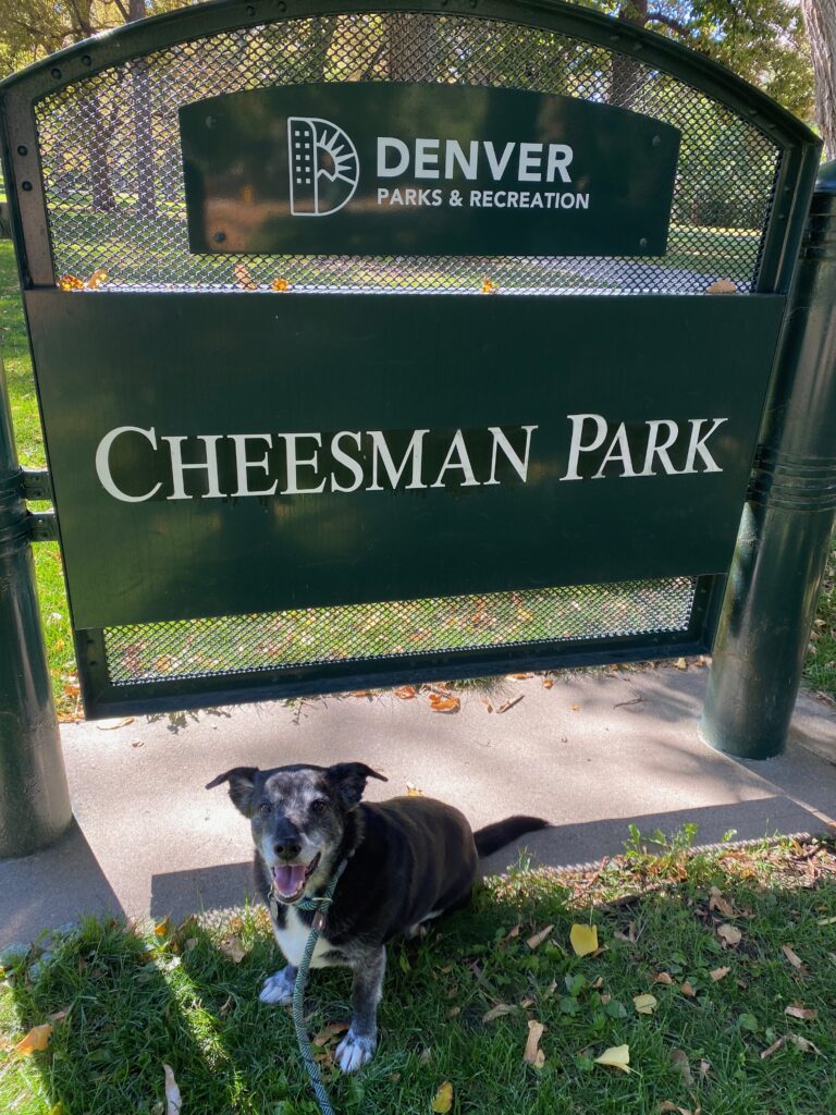 A black and white dog sits on grass and smiles in front of a green sign that reads Cheesman Park in Denver, making it a perfect spot for those looking for things to do in Denver alone, with Denver Parks & Recreation displayed above.