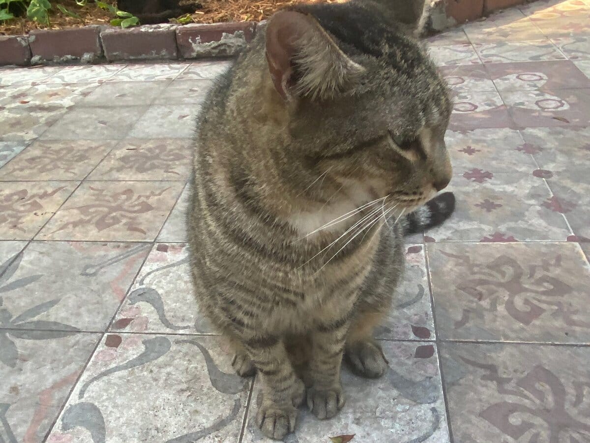 A tabby cat with brown and black stripes sits on a patterned outdoor tile floor, looking to the right, with its paws close together and ears slightly tilted back.