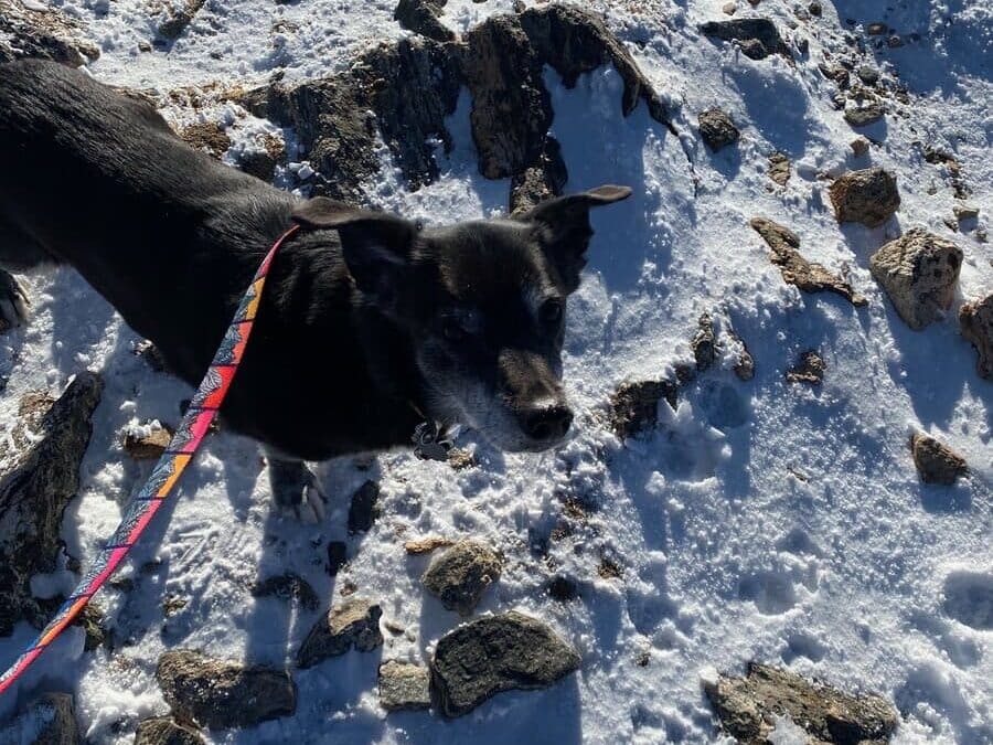 A black dog on a red leash stands on rocky, snow-covered ground, looking up toward the camera under bright sunlight.