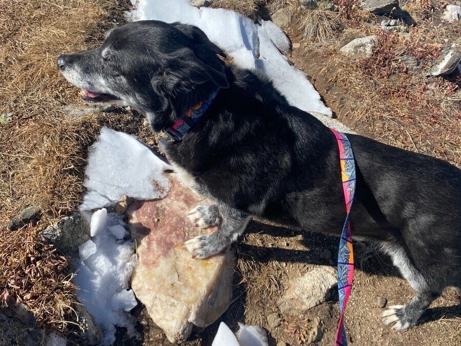 A black and white dog with a colorful leash stands on a rocky, snow-patched hiking trail in sunny weather.