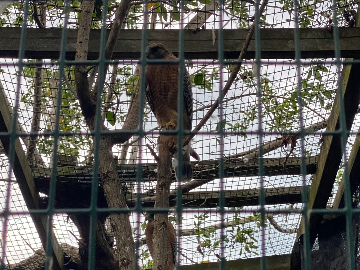 A hawk perched on a branch inside a large outdoor enclosure, seen through a wire mesh fence with trees and sky in the background.