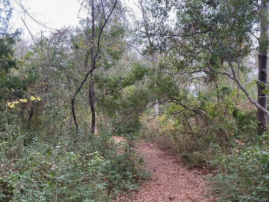 A dirt trail winds through a dense, green forest with overhanging tree branches and leafy undergrowth on both sides, creating a natural, tranquil setting.