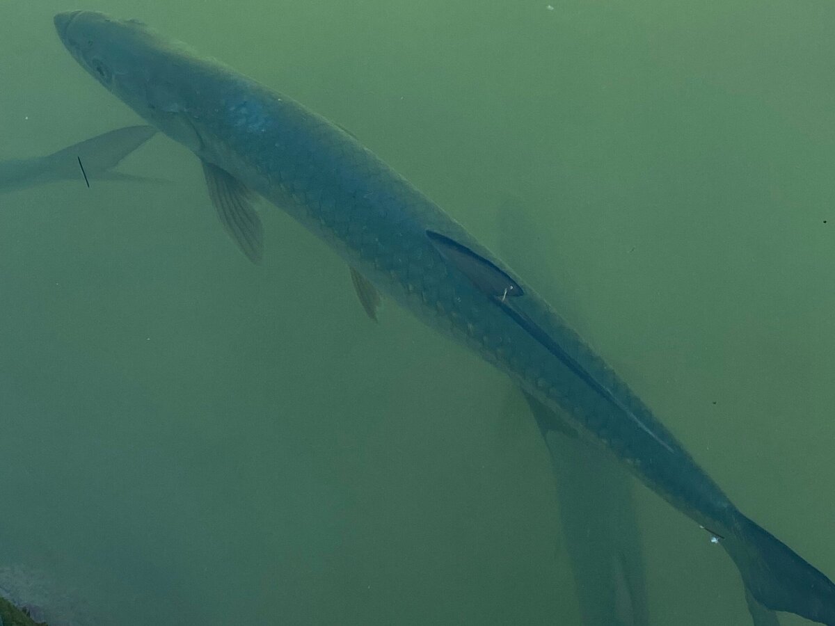 A large fish with shiny scales swims underwater in greenish, murky water. Another fish is partially visible in the background.