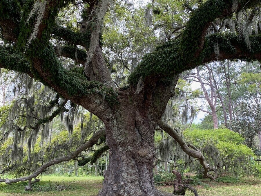 A large, old oak tree with thick, sprawling branches covered in moss and green foliage, standing in a lush, grassy area with trees and bushes in the background.