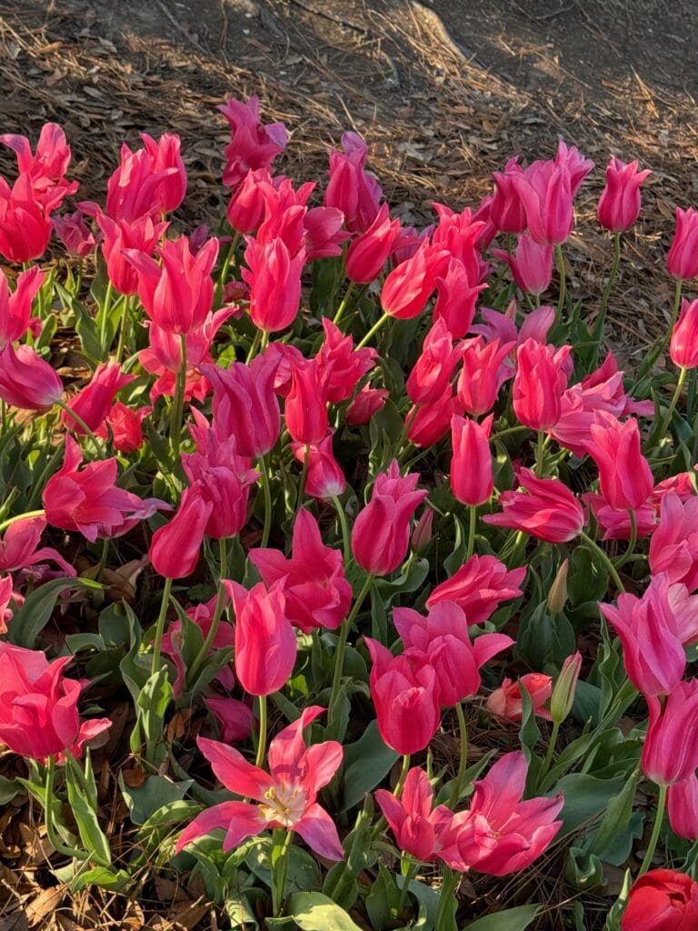 A cluster of vibrant pink tulips in full bloom, surrounded by green leaves and mulched soil, glows in the sunlight—evoking the beauty found among the gardens during free things to do in New Orleans.