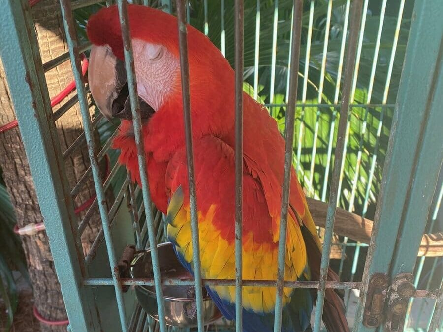 A vibrant scarlet macaw with red, yellow, and blue feathers is perched inside a light blue metal cage.