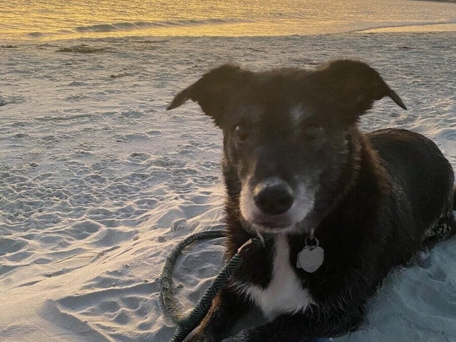 A black and white dog lies on a sandy beach near a towel at sunset along Alabama's Gulf Coast, with calm ocean waves and an orange-yellow sky in the background—a perfect moment for solo travel serenity.