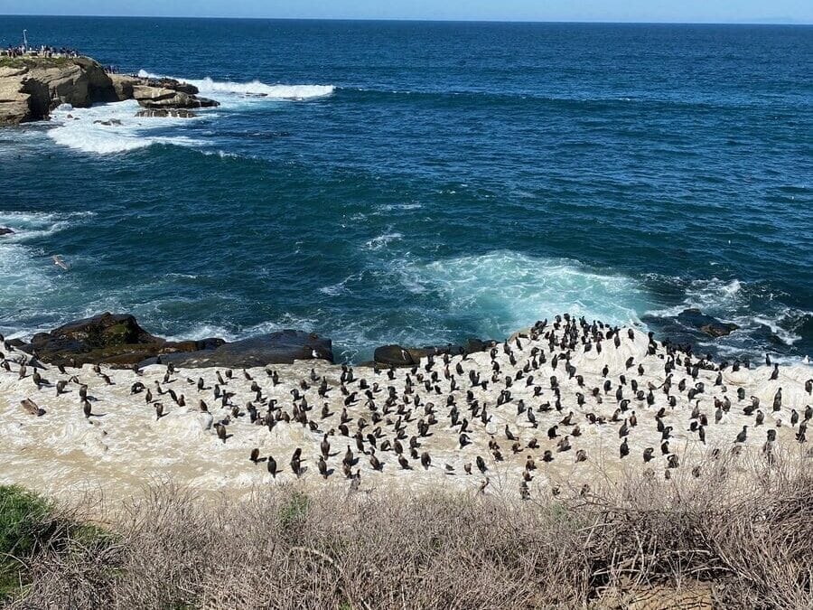 A flock of birds gathers on a sandy beach near the shoreline, with waves crashing onto the rocks and the blue ocean extending to the horizon under a clear sky. Dry, brown vegetation is visible in the foreground.