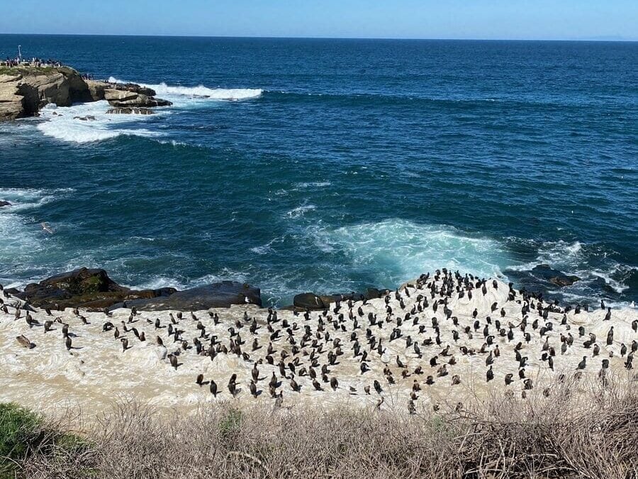 A flock of birds gathers on a sandy beach near the shoreline, with waves crashing onto the rocks and the blue ocean extending to the horizon under a clear sky. Dry, brown vegetation is visible in the foreground.