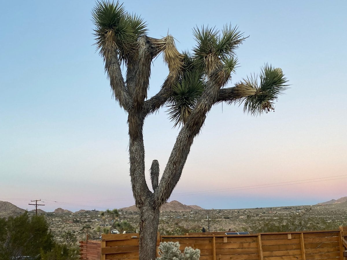 A tall Joshua tree stands on gravel near a wooden fence at sunset, with desert plants and distant hills in the background under a clear sky.