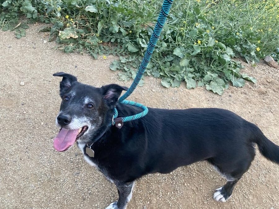A black dog with white markings stands on a dirt trail, looking up with its tongue out. The dog is on a blue and black leash, surrounded by green plants and yellow wildflowers. Hills with trees are in the background.