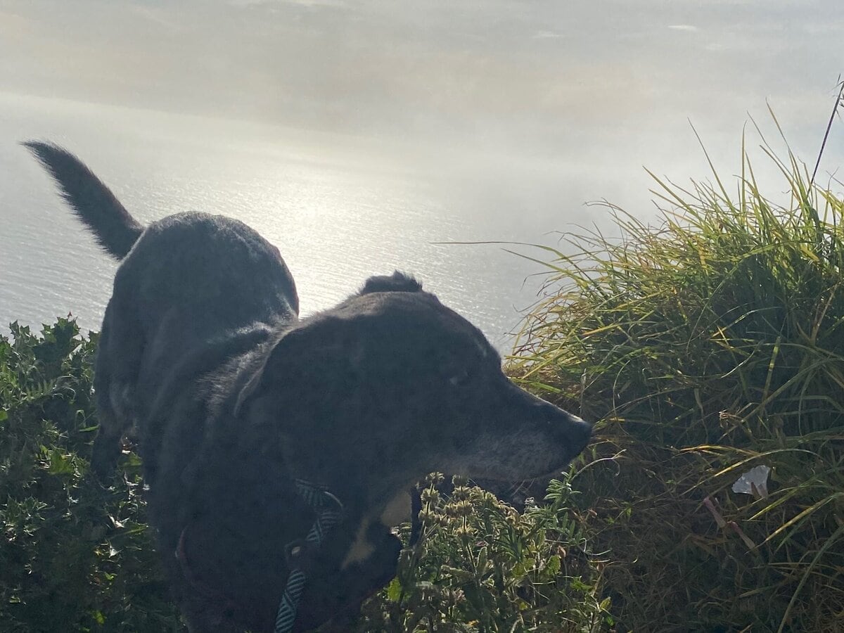 A black dog on a leash stands near tall grass and plants on a sunlit cliff, overlooking a bright, hazy ocean in the background.