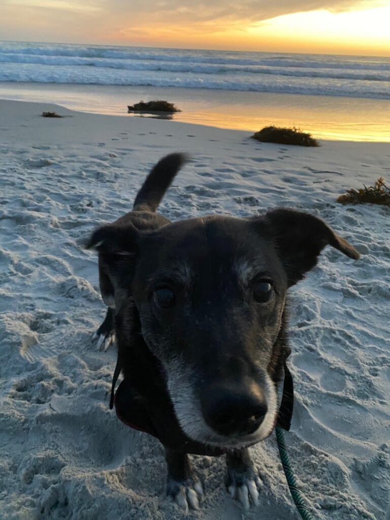 A black dog with a white snout stands on sandy beach at sunset, looking toward the camera. The ocean and orange sky are in the background, with seaweed scattered on the sand.