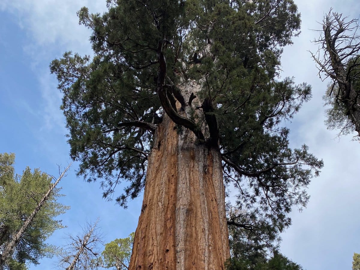 A towering giant sequoia tree rises toward the sky, its thick, reddish-brown trunk dominating the foreground, surrounded by other green trees under a partly cloudy sky.