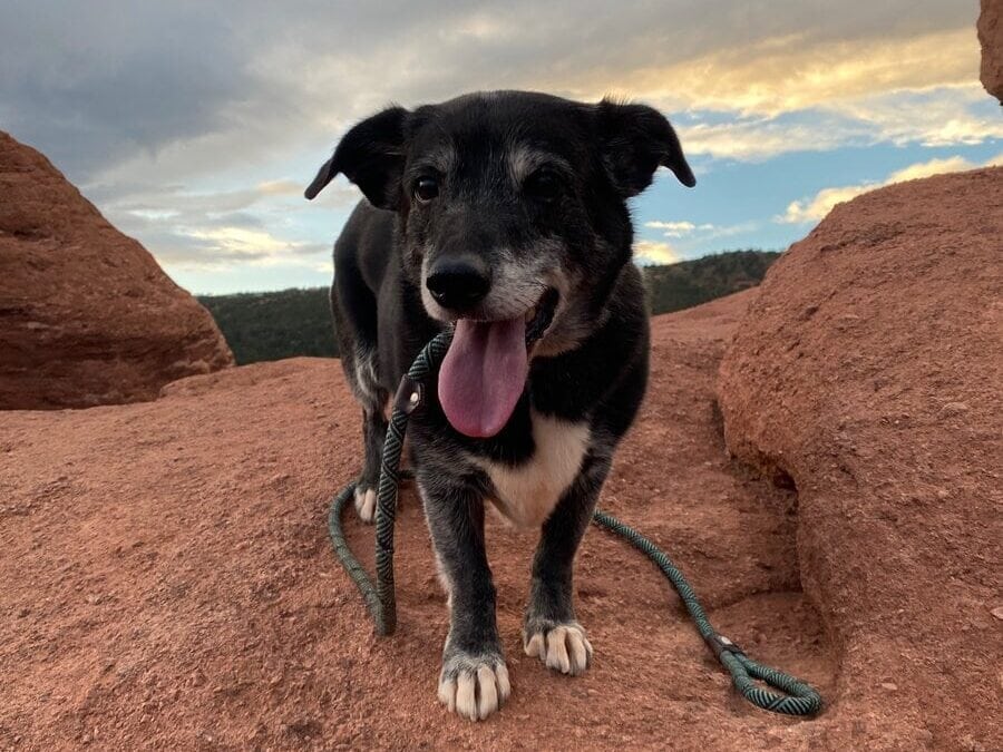 A happy black and white dog stands on red rocks with its tongue out, holding a green leash in its mouth. Explore things to do in Idaho Springs, CO as the partly cloudy sky reveals a hint of sunset in the background.