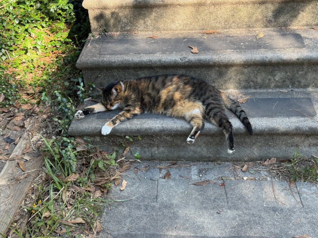 A calico cat is lying stretched out on a stone step in the sunlight, surrounded by greenery and fallen leaves, much like a scene you might find at the quirky Abita Mystery House.