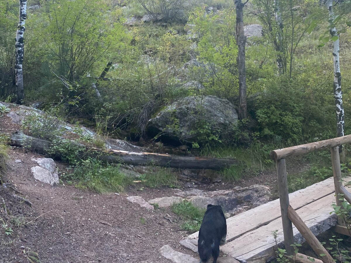 A wooden footbridge crosses a forest trail surrounded by green trees and rocks. A black dog walks onto the bridge, and tall pine trees rise in the background under a cloudy sky.