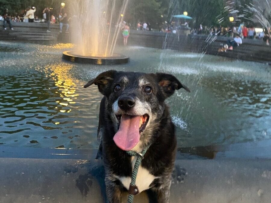 A happy black and white dog with its tongue out sits in front of a large fountain in a park at dusk, one of the quiet things to do in NYC, with people and tall buildings visible in the background.