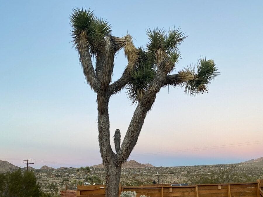 A tall Joshua tree stands in front of a wooden fence at sunset, with desert plants and rocky hills visible in the background under a soft, pastel sky.