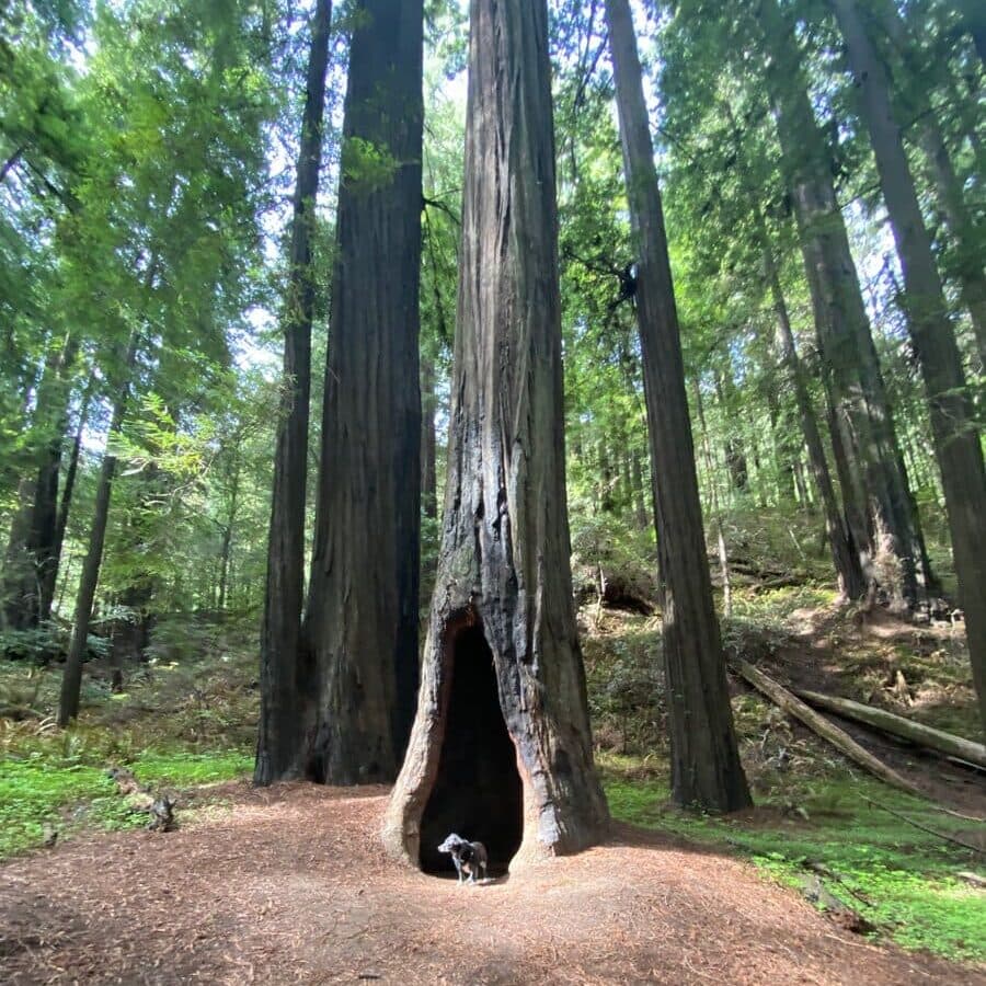 A small black and white dog stands inside the hollow trunk of a tall redwood tree in a lush forest with sunlight filtering through the trees.